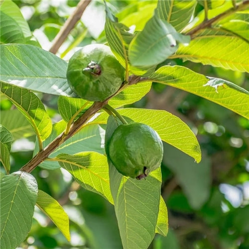 Guava Leaf Essential Oil