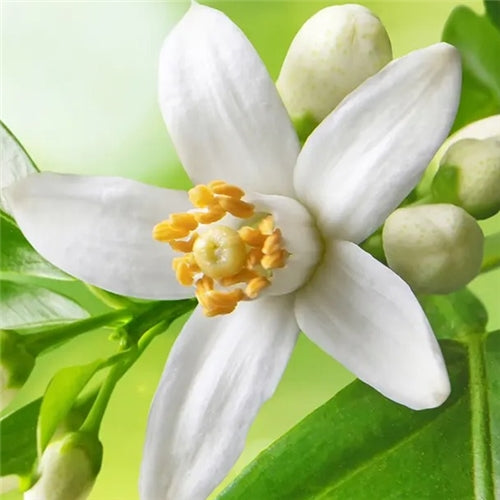 Dai Dai Flower Essential Oil