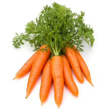 Carrot root oil (120 ml)