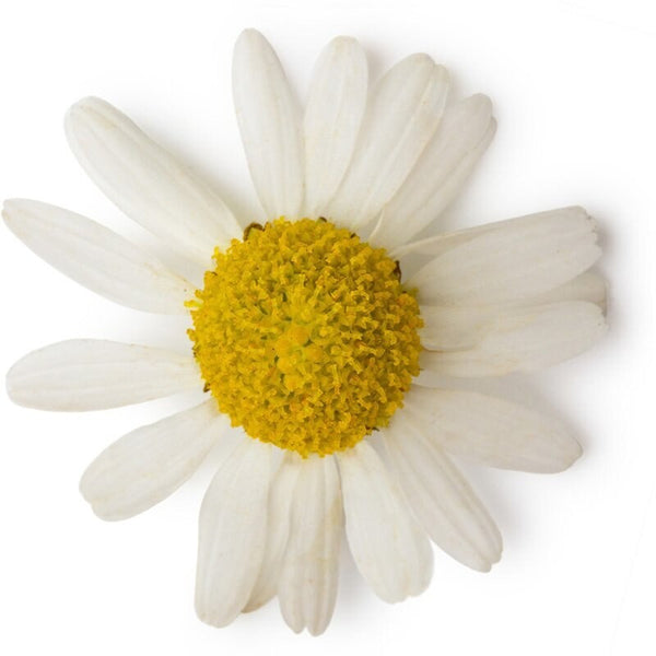 Chamomile Essential Oil - Roman ( 30 ml )