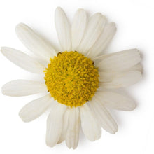 Chamomile Essential Oil - Roman ( 30 ml )