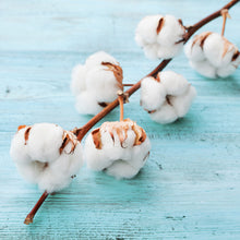 Clean Cotton Fragrance Oil