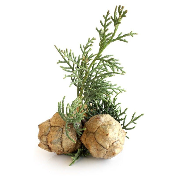 زيت السرو العطري