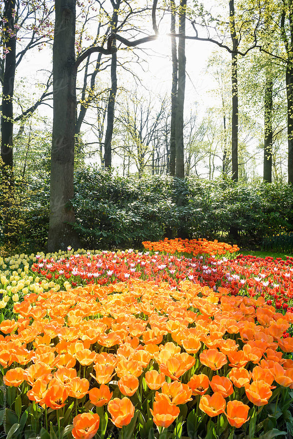 Flowers forest fragrance oil