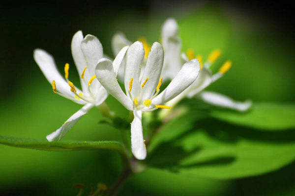 Honey suckle Fragrance Oil