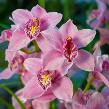 Orchid Oil  (30 ml )