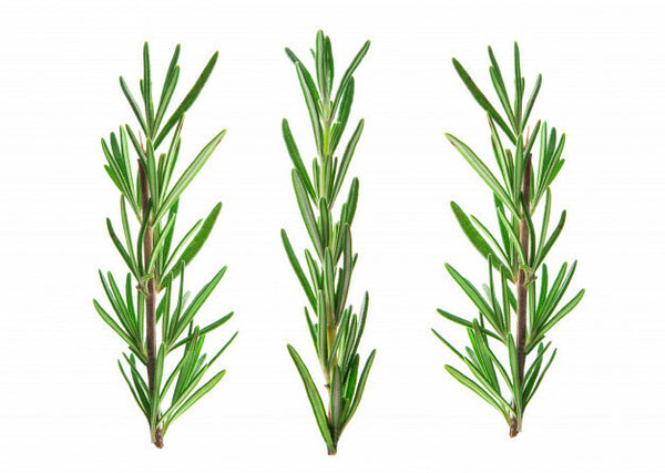 Rosemary essential oil