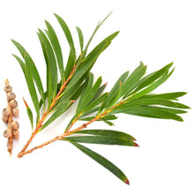 Tea tree essential oil